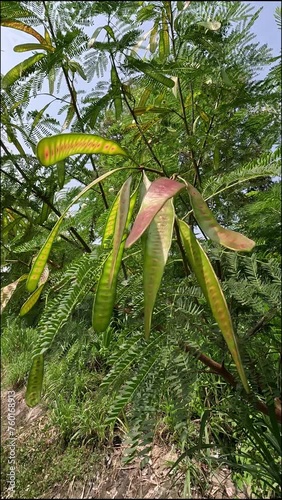 Leucaena leucocephala (jumbay, river tamarind, subabul, white popinac, white leadtree, Mimosa leucophala, Mimosa glauca Koenig) or can also be called chinese petai, kemlandingan, and lamtoro. photo