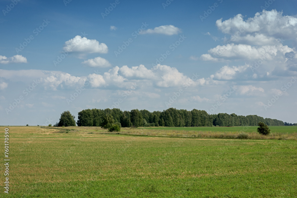 Rural summer landscape - a forest on the horizon, a farmer's field with a road going beyond the horizon