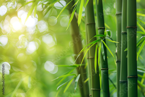 Bamboo forest background  bamboo wallpaper  forest background  nature background