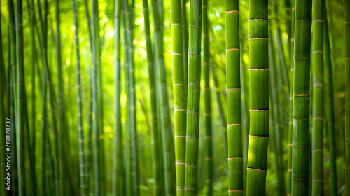 Bamboo forest background  bamboo wallpaper  forest background  nature background