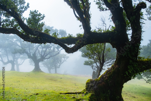 Fototapeta Naklejka Na Ścianę i Meble -  Twisted trees in the fog in Fanal Forest on the Portuguese island of Madeira. Huge, moss-covered trees create a dramatic, scared landscape