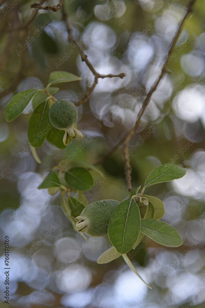 Olives on an olive tree branch - selective focus, bokeh effect, blurred background