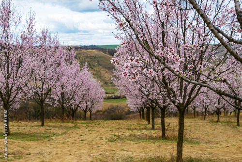 Almond orchard in bloom, Hustopece village, Czech