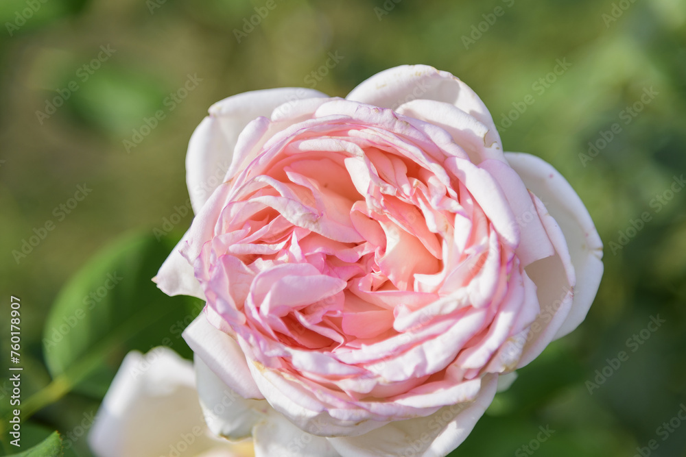 Delicate white rose with a pink tint on a green bush in a park garden - rose garden, gardening, floristry, bokeh effect, selective focus, blurred background, blurred, bokeh