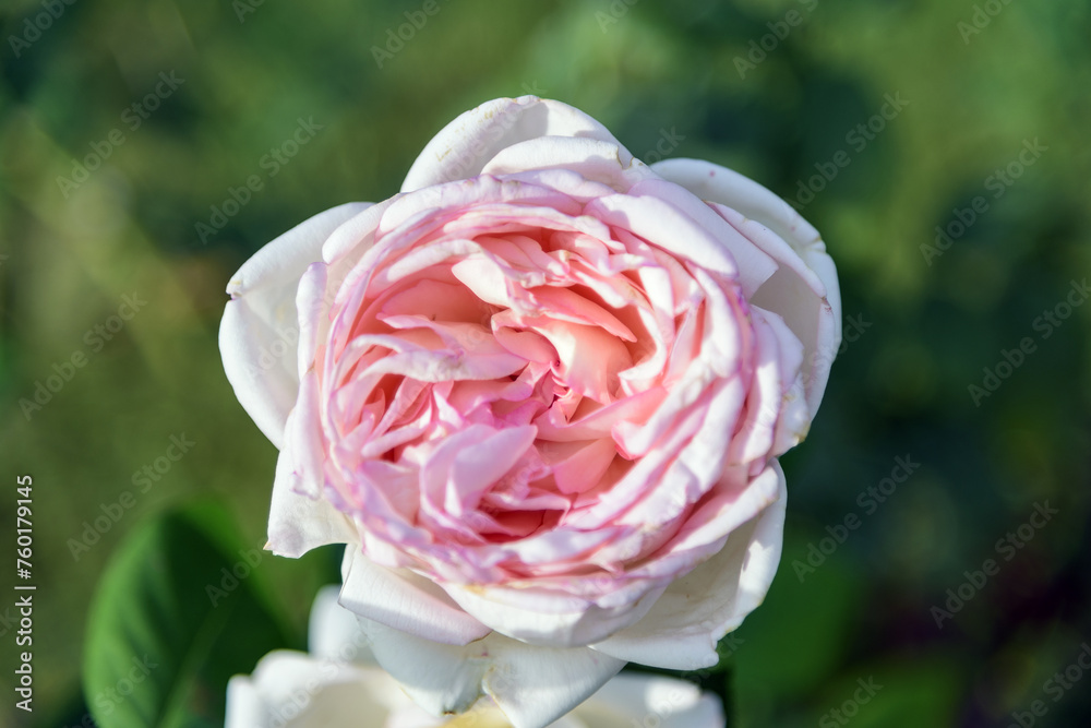 Delicate white rose with a pink tint on a green bush in a park garden - rose garden, gardening, floristry, bokeh effect, selective focus, blurred background, blurred, bokeh