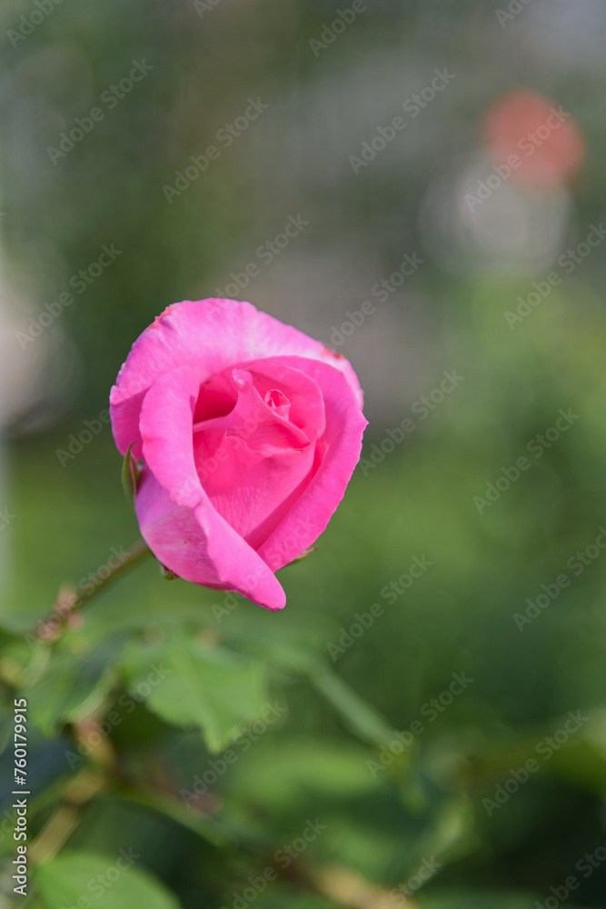 Delicate fragile pink rose bud on a green background of the park, in the garden - rose garden, gardening, floristry, bokeh effect, selective focus, blurred background, blurred, bokeh