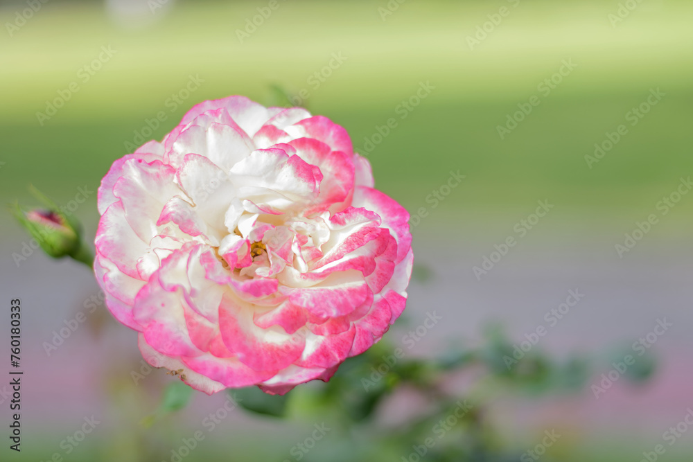 Delicate white rose with a pink tint on a green bush in a park garden - rose garden, gardening, floristry, bokeh effect, selective focus, blurred background, blurred, bokeh