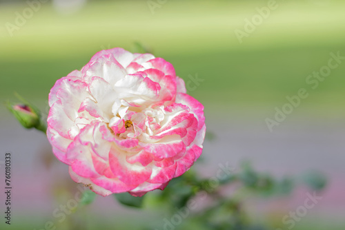 Obraz na płótnie Delicate white rose with a pink tint on a green bush in a park garden - rose garden, gardening, floristry, bokeh effect, selective focus, blurred background, blurred, bokeh w salonie
