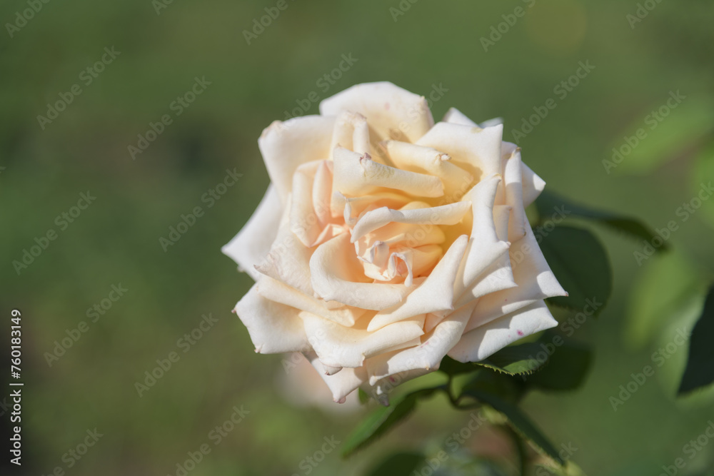 White-yellow large delicate tea rose on a green bush in a park garden - rose garden, gardening, floristry, bokeh effect, selective focus, blurred background, blurred, bokeh
