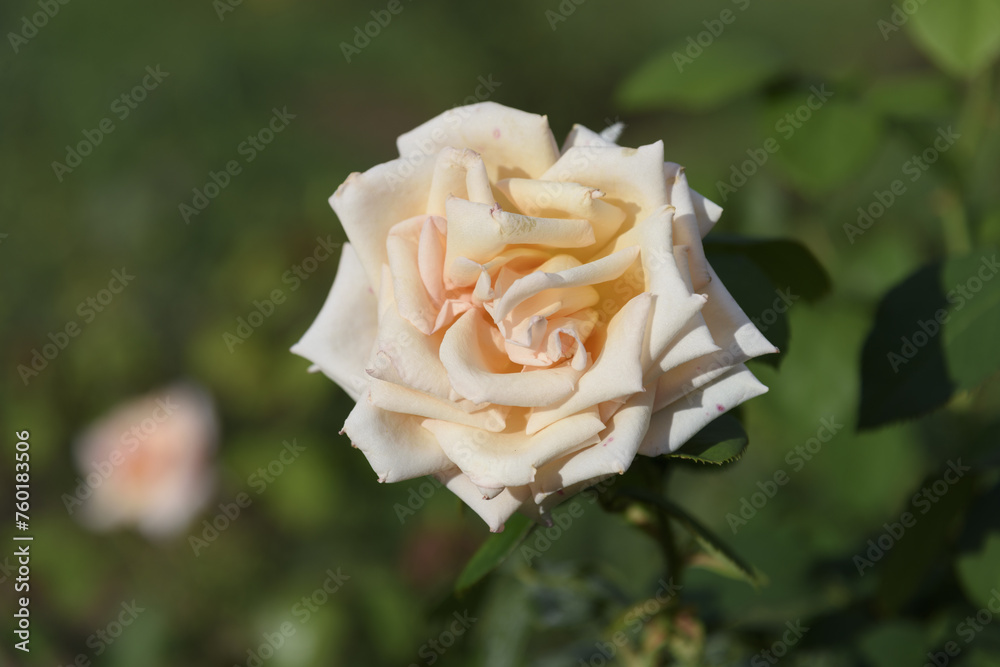White-yellow large delicate tea rose on a green bush in a park garden - rose garden, gardening, floristry, bokeh effect, selective focus, blurred background, blurred, bokeh