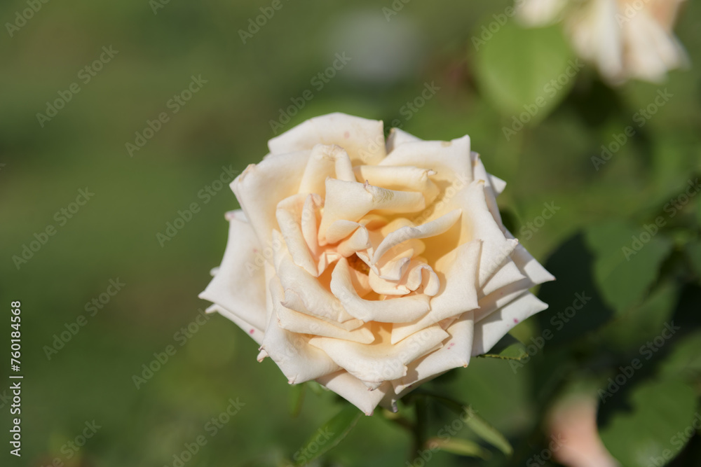 White-yellow large delicate tea rose on a green bush in a park garden - rose garden, gardening, floristry, bokeh effect, selective focus, blurred background, blurred, bokeh