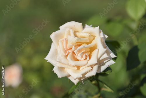 Obraz na płótnie White-yellow large delicate tea rose on a green bush in a park garden - rose garden, gardening, floristry, bokeh effect, selective focus, blurred background, blurred, bokeh w salonie