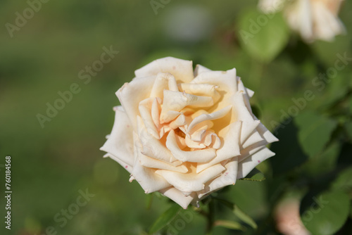 Obraz na płótnie White-yellow large delicate tea rose on a green bush in a park garden - rose garden, gardening, floristry, bokeh effect, selective focus, blurred background, blurred, bokeh w salonie