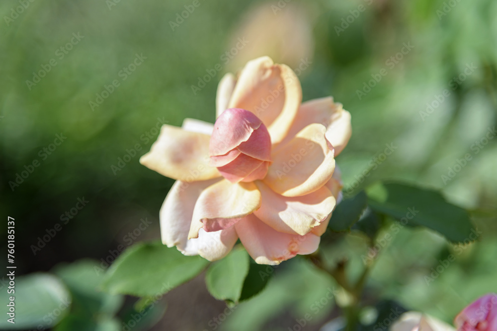 Anunusual large rose flower of delicate peach color on a green bush in park on a bright sunny day - rose garden, gardening, floristry, bokeh effect, selective focus, blurred background, blurred, bokeh