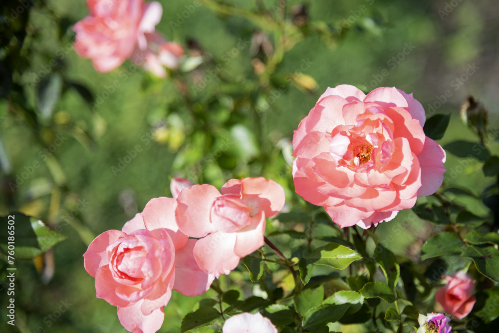 Several delicate pink roses on the branches in the garden, park - rose garden, gardening, floristry, bokeh effect, selective focus, blurred background, blurred, bokeh