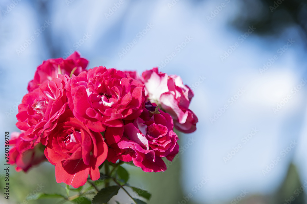 Large scarlet variegated roses against the blue sky in the park - rose garden, gardening, floristry, bokeh effect, selective focus, blurred background, blurred, bokeh