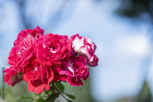 Large scarlet variegated roses against the blue sky in the park - rose garden, gardening, floristry, bokeh effect, selective focus, blurred background, blurred, bokeh