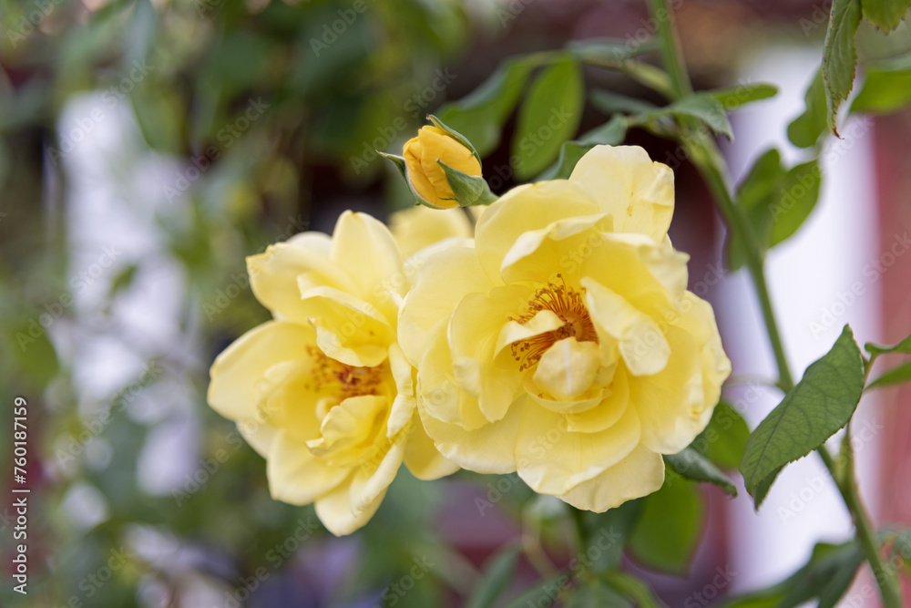 Large yellow roses on green vines in the garden, rose garden, horticulture - vertical view, bokeh effect, selective focus, blurred background