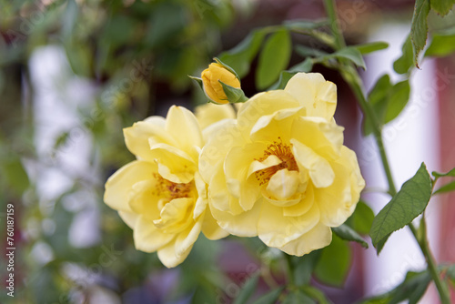 Obraz na płótnie Large yellow roses on green vines in the garden, rose garden, horticulture - vertical view, bokeh effect, selective focus, blurred background w salonie