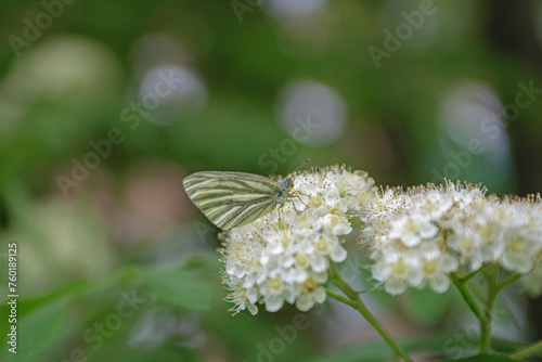 White butterfly sits on an inflorescence of white elderberry flowers - close-up, soft focus, bokeh effect, blurred background