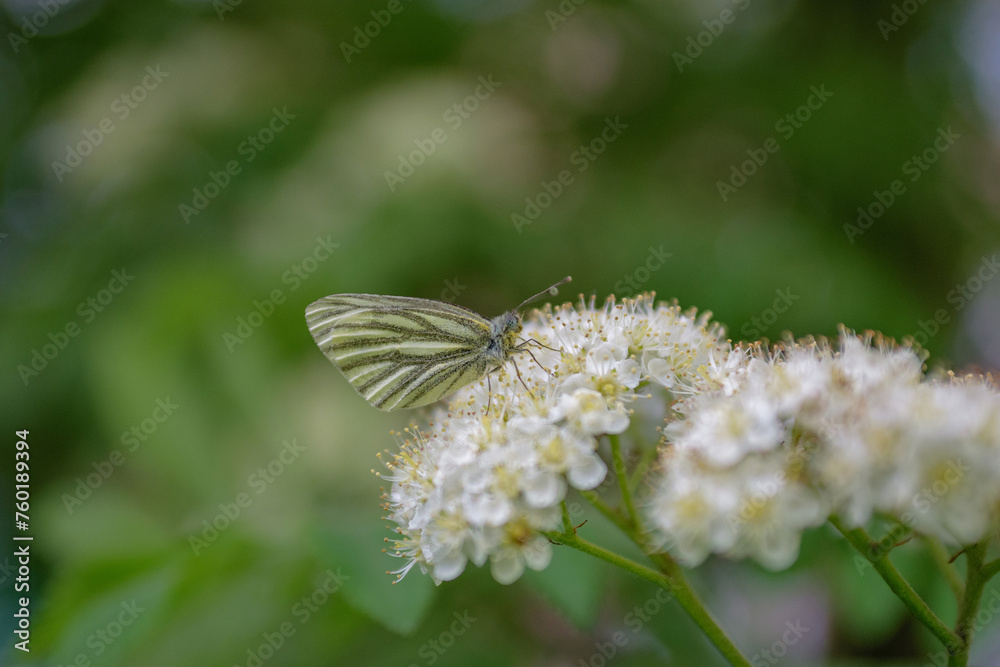White butterfly sits on an inflorescence of white elderberry flowers - close-up, soft focus, bokeh effect, blurred background