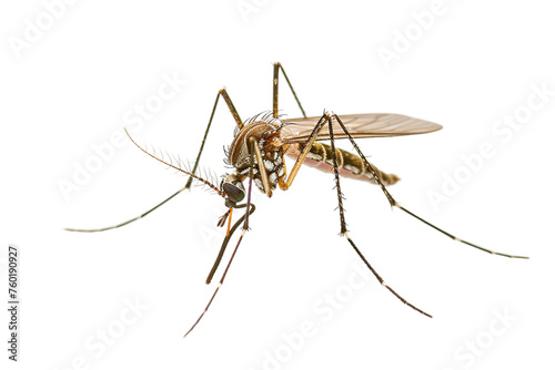 Mosquito Insect Isolated on a Transparent Background.
