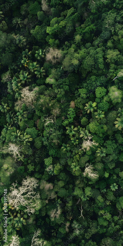 Tropical Forest Panorama