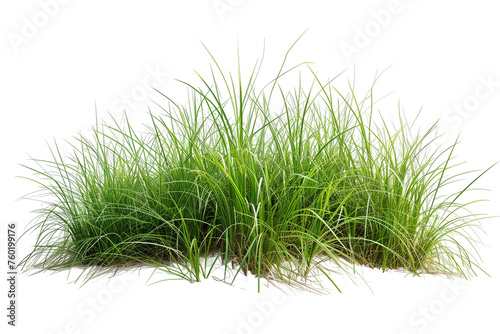 Green Grass of Sea Isolated on a Transparent Background.