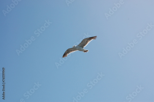 Seagull flying © SEONG