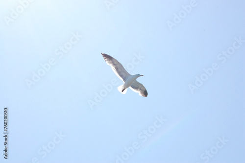 Seagull flying