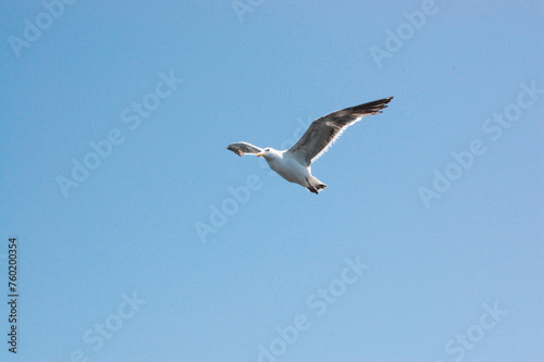 Seagull flying