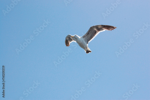 Seagull flying
