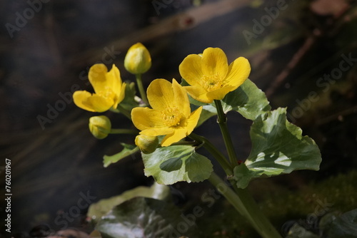 In spring   Caltha blooms in European swamps. 