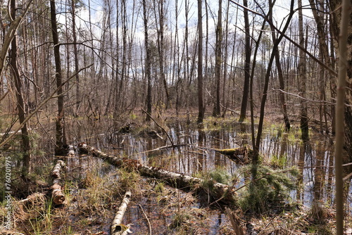 Spring European swamp and forest near Warsaw.