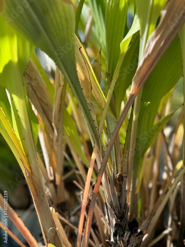 Close-up of Pitcairnia corallina photo