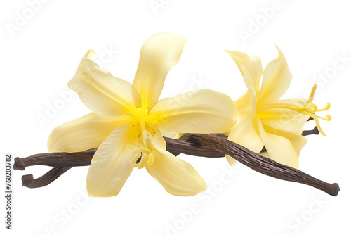 Vanilla Flower Isolated on a Transparent Background.