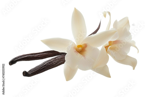 White Vanilla Flower Isolated on a Transparent Background.