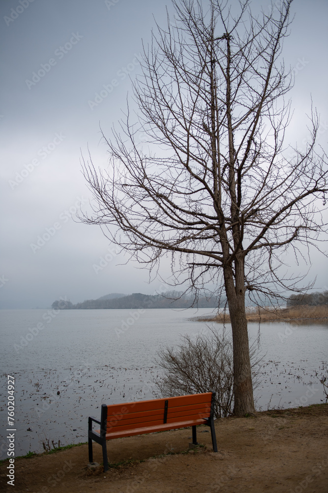 Scenery of a quiet park overlooking a lake and a winter tree with bare branches
