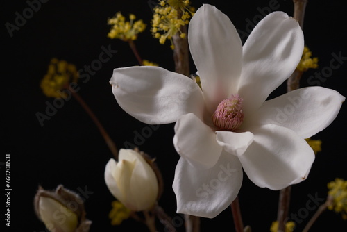 ハクモクレンの開花、Magnolia denudata、慈悲、気高さ、生花 photo