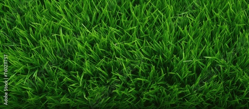 Vibrant Green Grass Background with Lush Foliage and Fresh Spring Meadow Vibes
