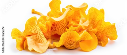 Vibrant Yellow Mushrooms Piled on Clean White Surface - Organic Fungi Collection photo