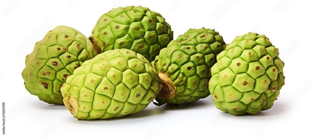 Vibrant Green Hop Cones Piled in Abundance: A Feast for the Senses Vibrant Green Hop Cones Piled in Abundance: A Feast for the Senses