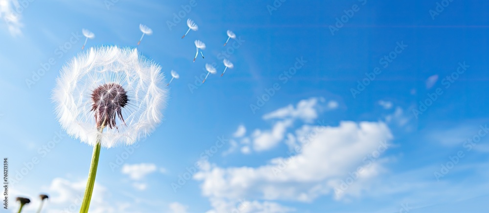 Fototapeta premium Dandelions Blowing in the Wind - Delicate Flowers Drifting with Breeze in Spring Meadow