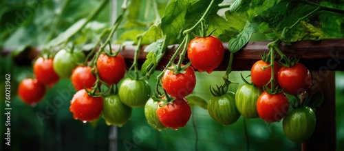 Lush Tomatoes Growing on a Vine in a Bountiful Garden Under the Warm Summer Sun