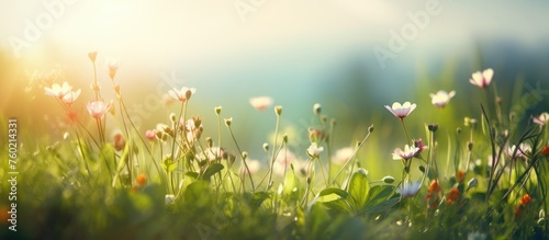 Golden Hour Magic: Vibrant Blooming Wildflowers Bask in Glorious Sunlight on Meadow © Ilgun