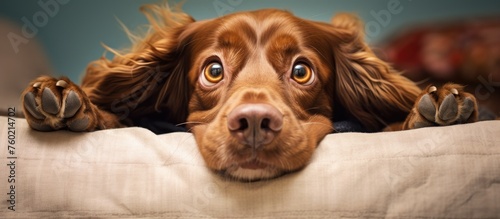 Curious Canine Hides Behind Cozy Cushion  Playful Animal Peekaboo Concept