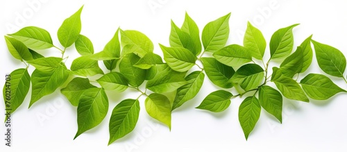 Vibrant Green Leaves Displayed on Pure White Background for Fresh Botanical Design Concept