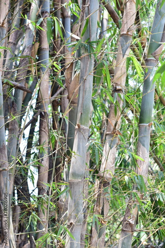 bamboo tree 