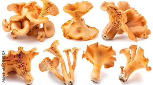 mushroom collection, chantarelle bundle isolated on white background as transparent PNG