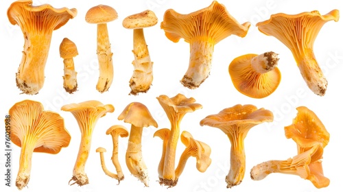 mushroom collection, chantarelle bundle isolated on white background as transparent PNG